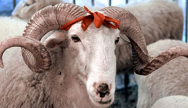 Merakla Beklenen Kurban Bayramı Tatili Belli Oldu