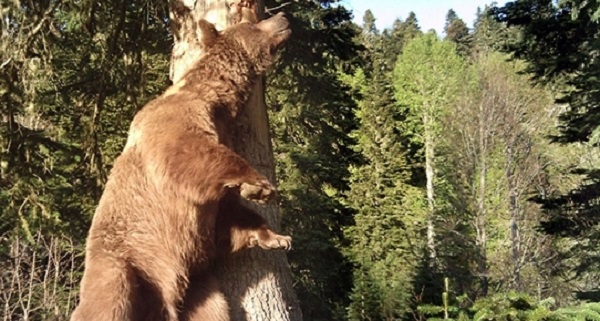 Aç Kalan Ayılar Rize'de Elektrik Direklerine Saldırdı