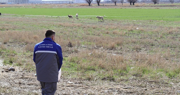 KCETAŞ Sokak Hayvanlarını Unutmuyor