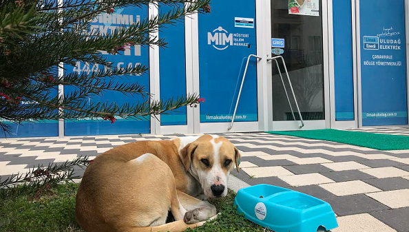 Limak Enerji Can Dostlarını Unutmadı