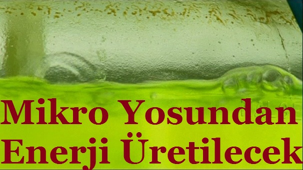 Mikro Yosunlardan Enerji Üretilecek