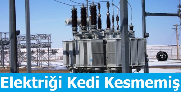 Kedi Suçsuzmuş