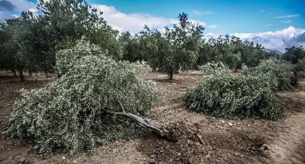 Soma'da Termik Santral için 240 Zeytin Ağacı Kesildi!!!