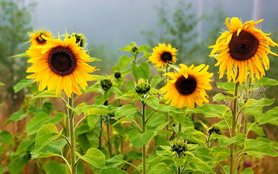 Ayçiçeği Sapından Elektrik Üretilecek