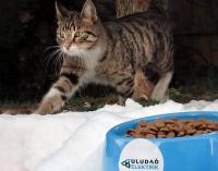 Uludağ Elektrik Sokak Hayvanlarına Destek Olmaya Devam Ediyor