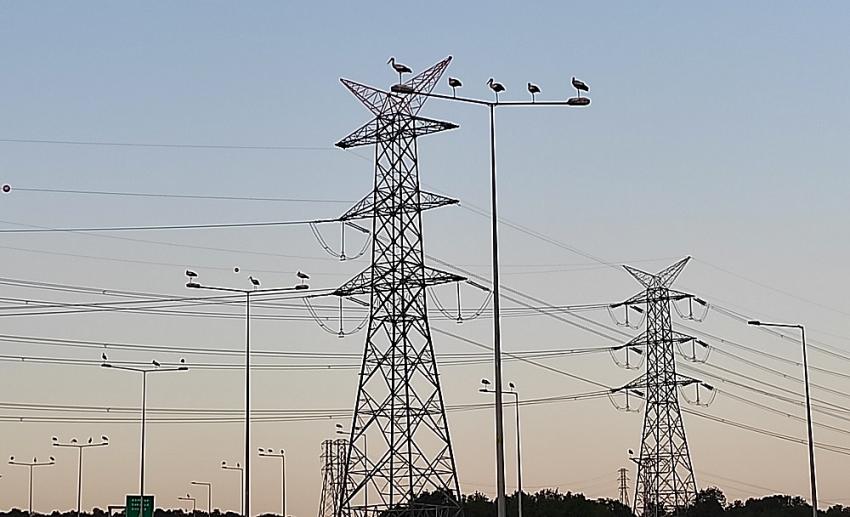 SEDAŞ Leyleklerin Göç Yollarında Güvenlik Tedbiri Alıyor