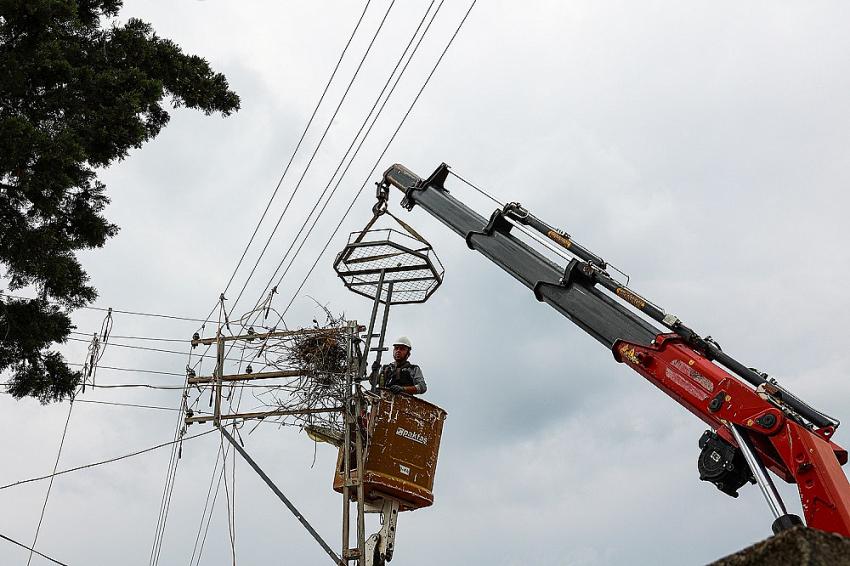 YEDAŞ ve Sinop Üniversitesi’nden Leyleklere Güvenli Yuva Projesi  